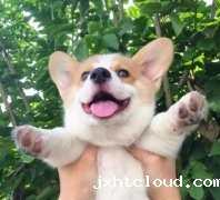 从没被一只狗萌成这样，除了它！