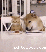 猫粮狗粮可以混吃吗？ 华兴taptap体育投注体育