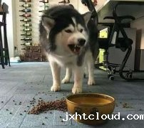这些错误喂食习惯，别再犯了  华兴taptap体育投注体育