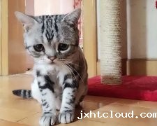猫咪总是拉稀该怎么办呢？小问题也不能忽视！