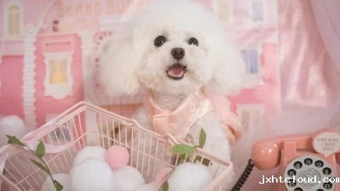 狗狗