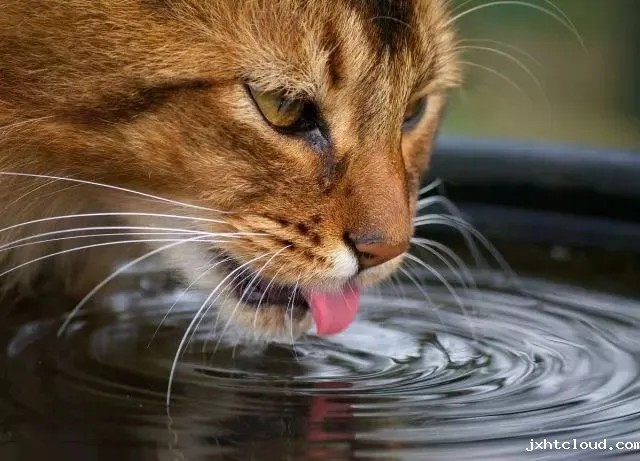 猫咪