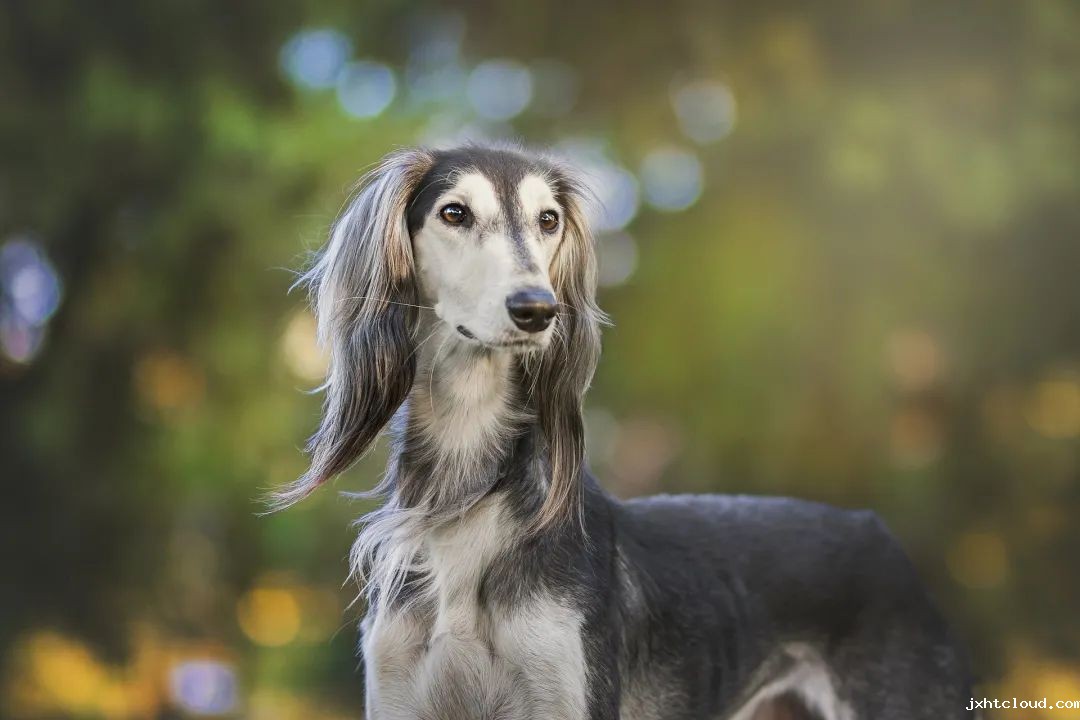 狗狗