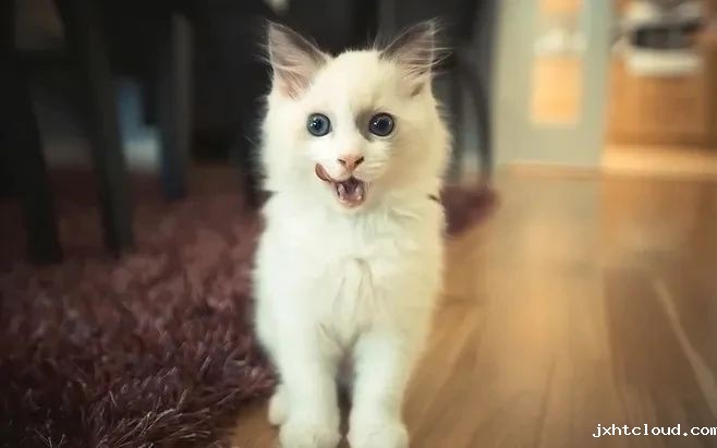 猫咪