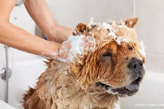 狗狗