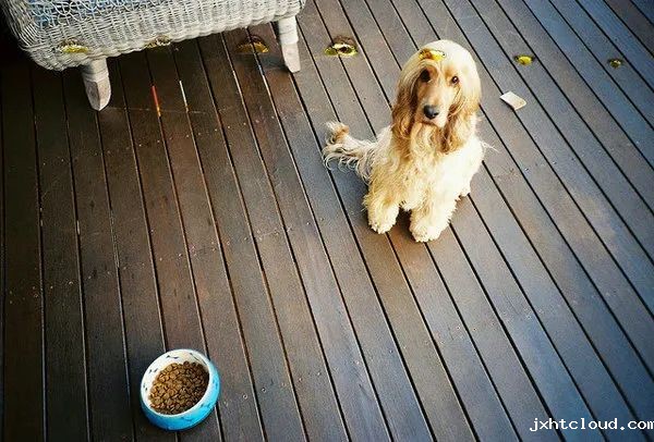 狗狗