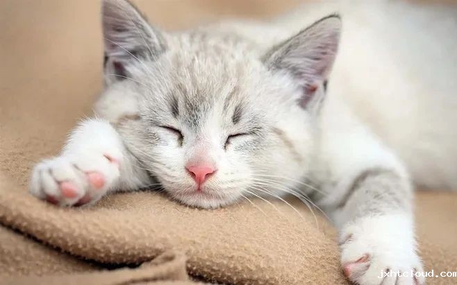 猫咪