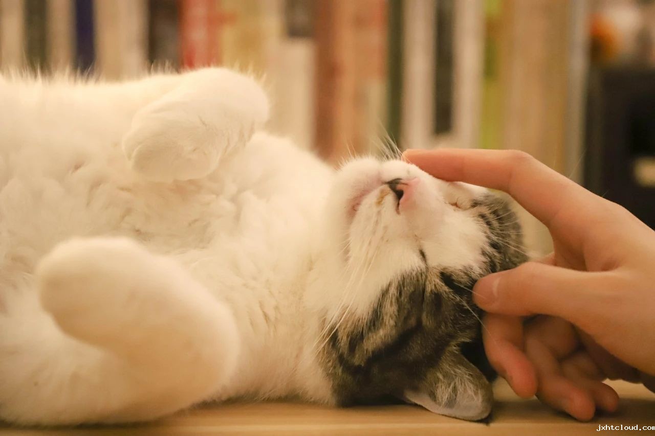 猫咪