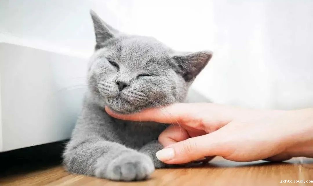 猫咪