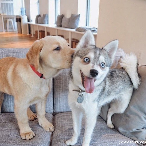 狗狗