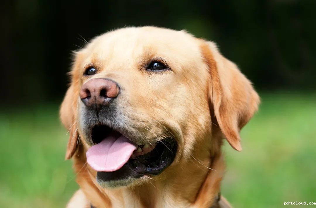 狗狗