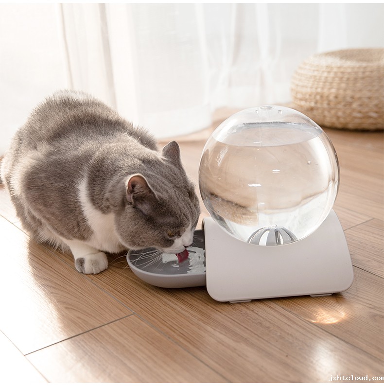 猫咪
