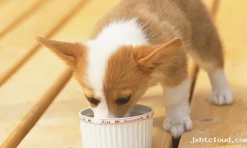 狗狗