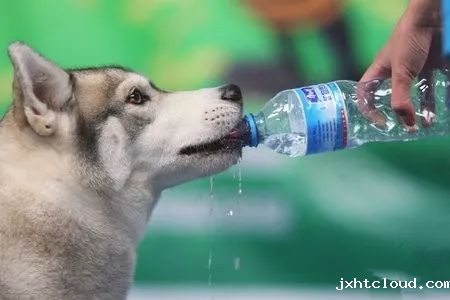 狗狗