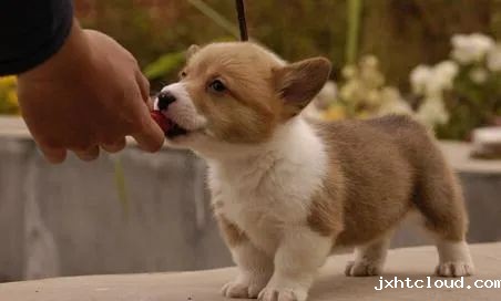 狗狗