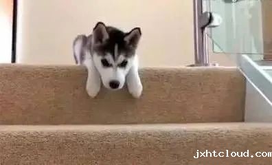 狗狗