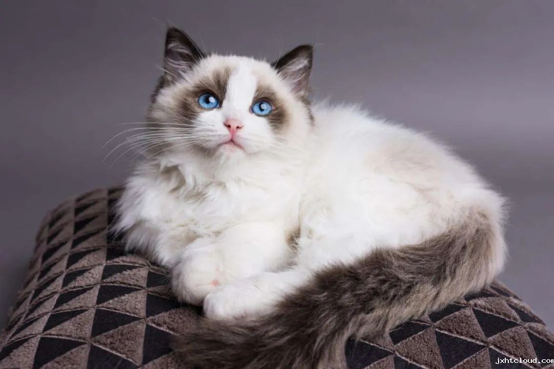 温顺的猫有那些品种你知道吗
