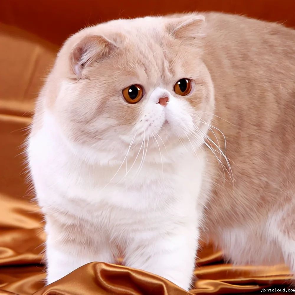 猫咪