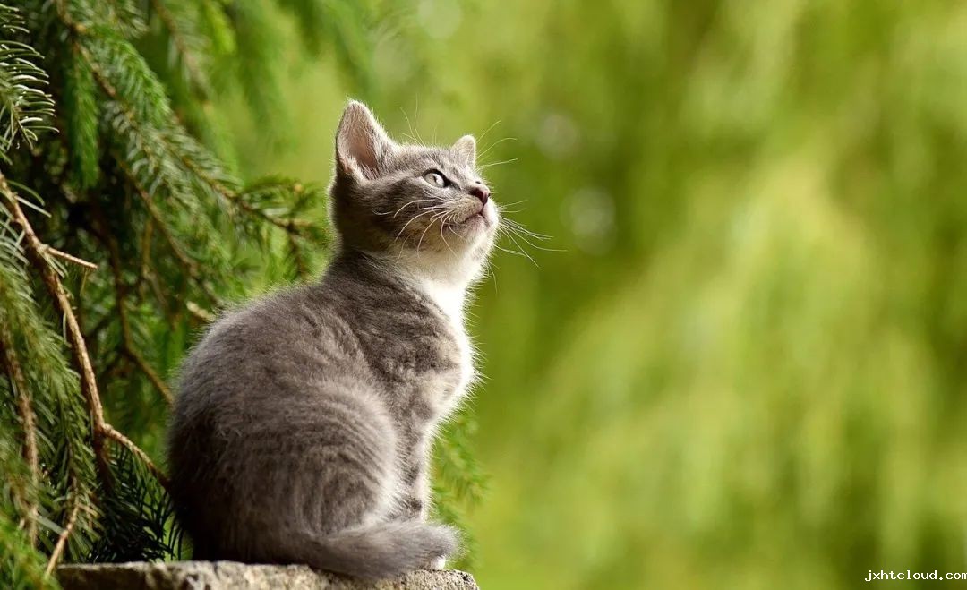 猫咪