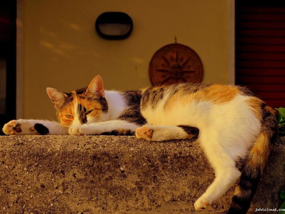 猫咪