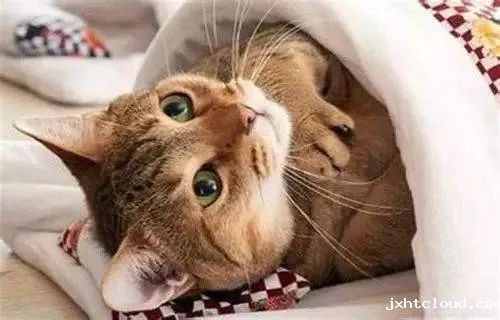 说出来你可能不信，猫咪过冬其实也有“南北差异”