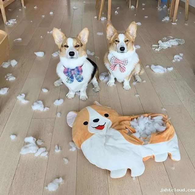 华兴宠物
