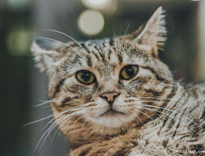 华兴宠物
