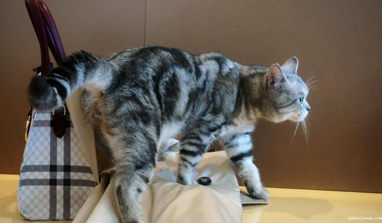 华兴宠物