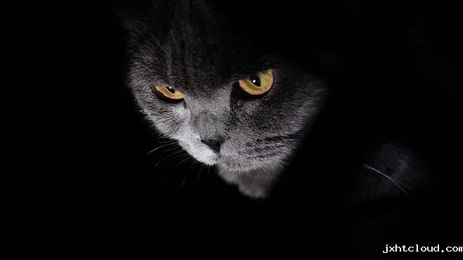猫咪—华兴taptap体育投注体育