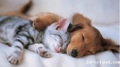 狗狗猫咪
