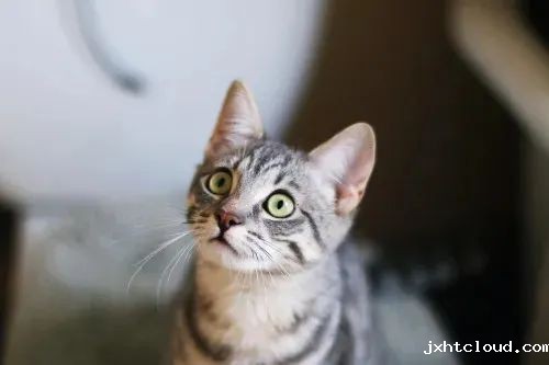 猫咪