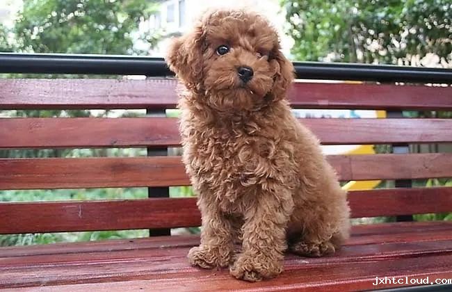 狗狗