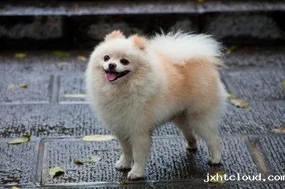 狗狗