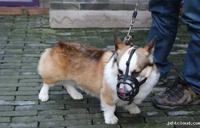 狗狗
