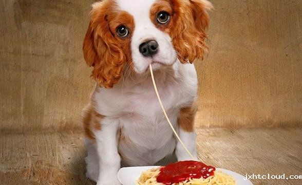 狗狗