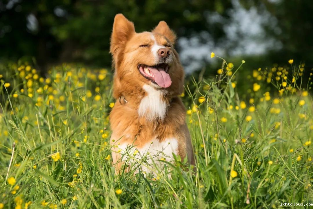 狗狗