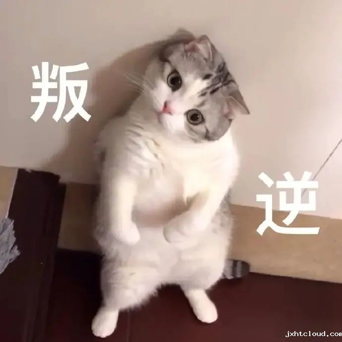 华兴宠物