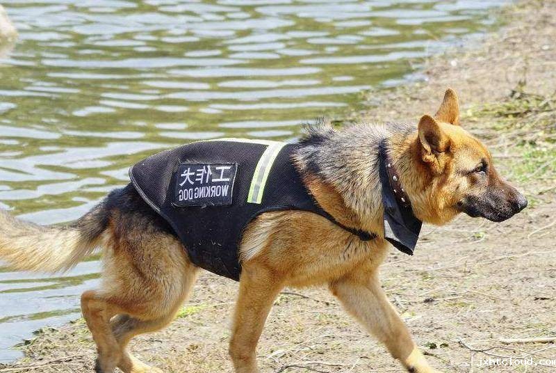 华兴宠物