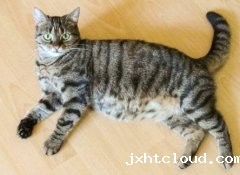 猫咪怀孕期间要注意哪些问题