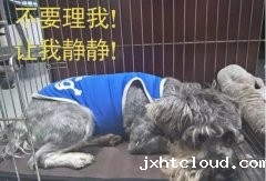 有汪星人的家，还是得需要一个笼子