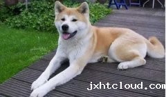 狗狗小知识，您知道多少？
