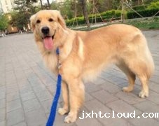 狗狗的品种，居然暴露了你的性格？