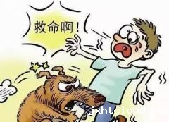 如遇恶犬咬人该怎么办？这些知识也许能救命！
