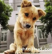 你眼中的土狗，它是我的家人！