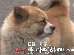 狗子会记仇吗？