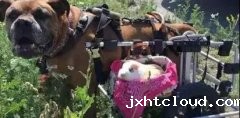 动物间没有真感情？这只狗狗表示不服！