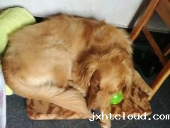 注意！狗狗的这些动作不是撒娇，是求助！