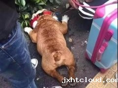 夏天超级热，狗狗也会烦躁的，怎么办呐？ 华兴