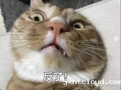 为何猫咪不喜被主人亲吻？华兴taptap体育投注体育