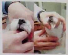 狗狗喂药小技巧！ 华兴taptap体育投注体育